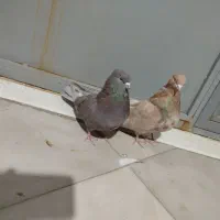 کبوتر یه جفت کوهی