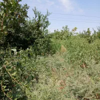 باغچه اقساطی|فروش دفتر صنعتی، کشاورزی، تجاری|قم, هفت تیر|دیوار