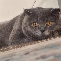 جفت یابی