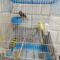 به جفت قناری آماده سالم و سرحال و جوان ..
