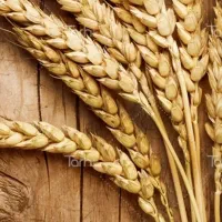 گندم بذری گواهی شده آبی و دیم