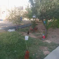 پنج عددخروس جوان همگی مال امسالن سرحال وزرنگ|حیوانات مزرعه|تاکستان, |دیوار