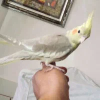 جوجه عروس هلندی نر 2ماهه دستی ودونخور|پرنده|اصفهان, عطار نیشابوری|دیوار