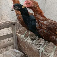 مرغ و  جوجه نسل شیش دونگ گلچین شده
