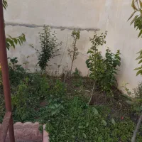 نهال|خدمات باغبانی و درختکاری|نمین, |دیوار