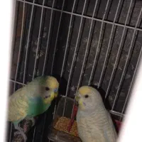 جفت با دوعدد جوجه