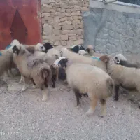 میش بره دار و آبستن گلون گرم