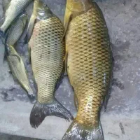 فروش ماهی کپوروآمور