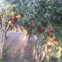 فروش-باغ-کهک