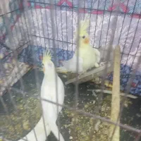 عروس هلندی لوتینیو|پرنده|بندر ماهشهر, |دیوار