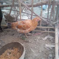 مرغ فروشی|حیوانات مزرعه|بمپور, |دیوار