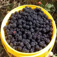 تمشک تازه چین بصورت روزانه و ارسال به درب منزل|خوردنی و آشامیدنی|گرگان, |دیوار