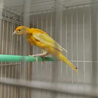 قناری جیور|پرنده|تایباد, |دیوار