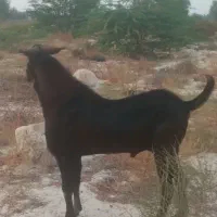 عسلویه دهنو
