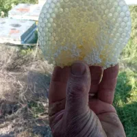 عسل طبیعی|خوردنی و آشامیدنی|قشلاق دشت, |دیوار