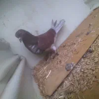 کبوتر رفتنی|حیوانات|نوشین شهر, |دیوار