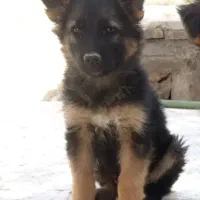 واگذاری سگ ژرمن
