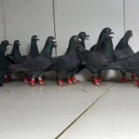 دسته ۱۸تایی نر پرشی زاغ