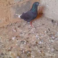 زاغ دم سفید