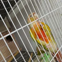 جوجه گرینچیک آناناسی سینه سرخ|پرنده|مشهد, رباط طرق|دیوار