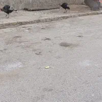 بوقله|حیوانات مزرعه|دهدشت, |دیوار