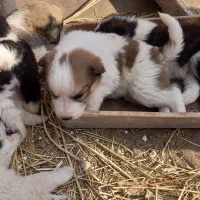 چهارتا توله سگ|سگ|تربت جام, میان جام|دیوار