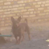 سگ پاکوتاه