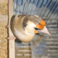 ماده سهره
