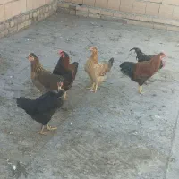 مرغ و خروس محلی|حراج|کلاله, |دیوار