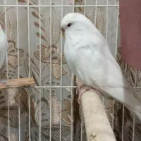 یک جفت مرغ آس برای جوجه کشی|پرنده|نقده, |دیوار