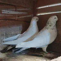 پرنده|پرنده|رشت, سیا اسطلخ|دیوار