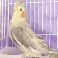 عروس هلندی ماده