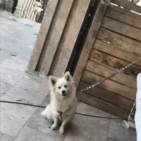 پامر|سگ|هشتگرد, کوی بهروز|دیوار