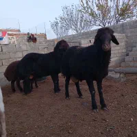 برهقوچی|حیوانات مزرعه|میان جلگه, |دیوار