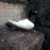 کفتر یا کبوتر