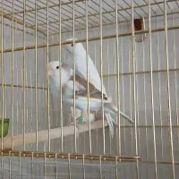 قناری|پرنده|محمدیه-قزوین, |دیوار