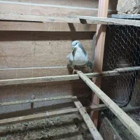 بدرنگ ماده تخم کن وجوان