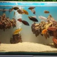 آکواریوم APA و فیلتر سطلی دیسکس