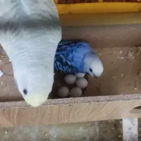 پرنده مرغ عشق رینبو|پرنده|اصفهان, آبشار|دیوار