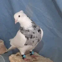 طوقی کرمانشاهی