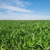 فروش ذرت علوفه ای|عمده‌فروشی|قره ضیاالدین, |دیوار