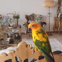 طوطی خورشیدی