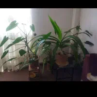 گل طبیعی|گل و گیاه طبیعی|بروجرد, |دیوار