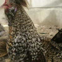 خروس سلطان