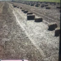 علف بادام زمینی