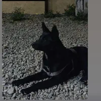 سلام سگ من گم شده هرکی پیدا کنه مژده گونی میده