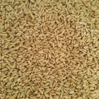 خرید گندم نقدی در مکان شما نقدی خریداریم