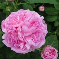 نهال گل محمدی