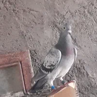 پلاکی کپشن مطالعهکن همه چی نوشتم