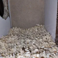 جفت عروس هلندی مولد درجه یک|پرنده|مشهد, نوید|دیوار